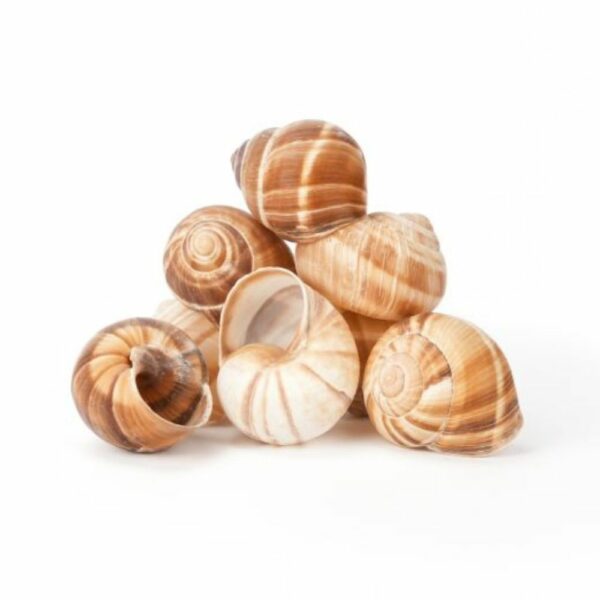 Dutruy Escargot Shells