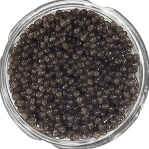 Polish Lyna Siberian Caviar