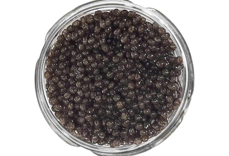 Polish Lyna Siberian Caviar